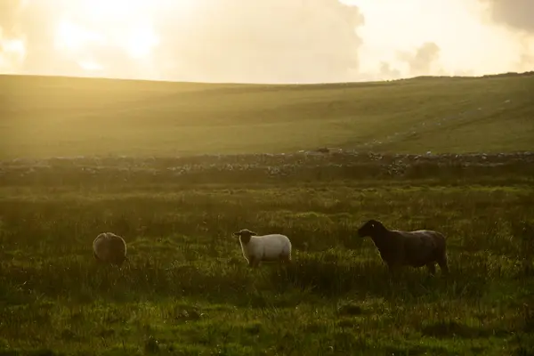 Galway, Ireland