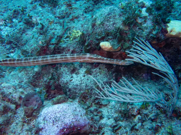 Sosua, Dominican Republic