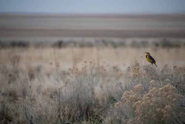 Antelope Island,  UT, USA