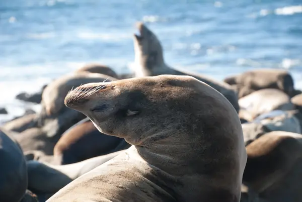 San Diego, CA, USA