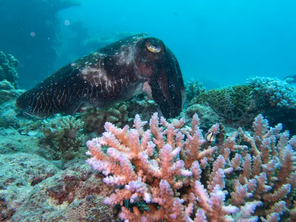 Great Barrier Reef, Australia