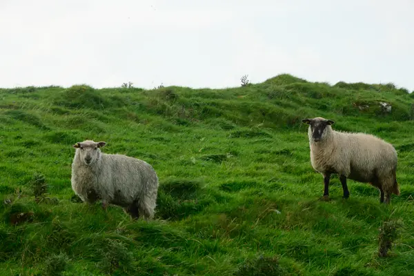 Galway, Ireland