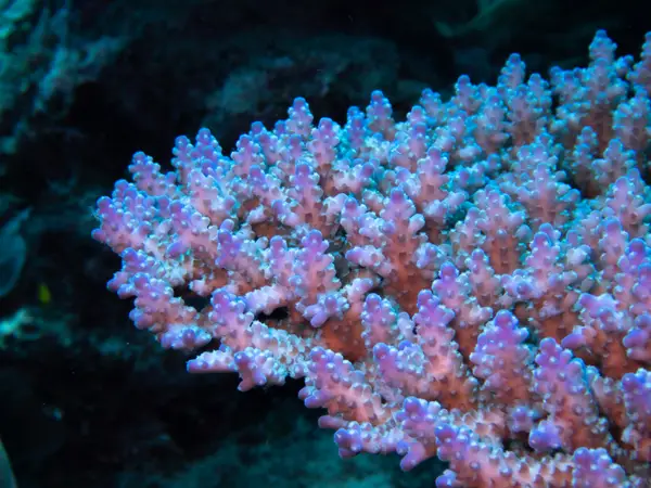 Great Barrier Reef, Australia