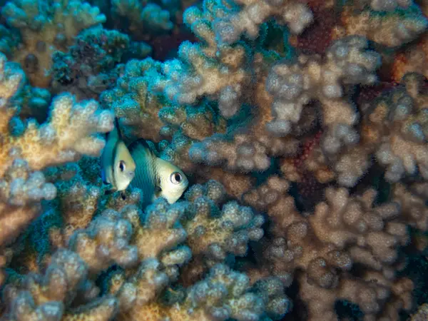Great Barrier Reef, Australia