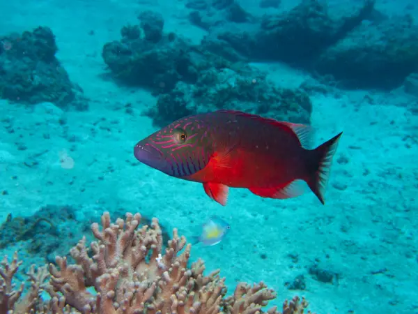 South Sea Island, Fiji