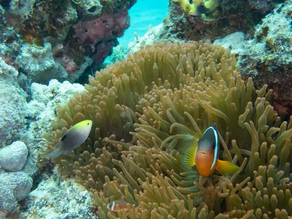 South Sea Island, Fiji