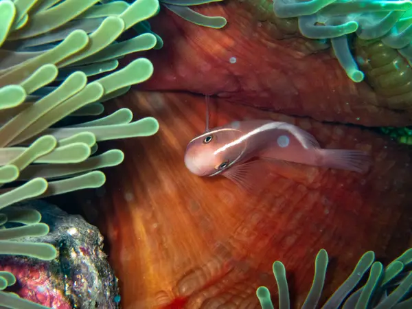 Great Barrier Reef, Australia