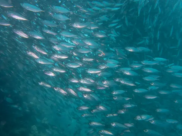 Moalboal, Philippines