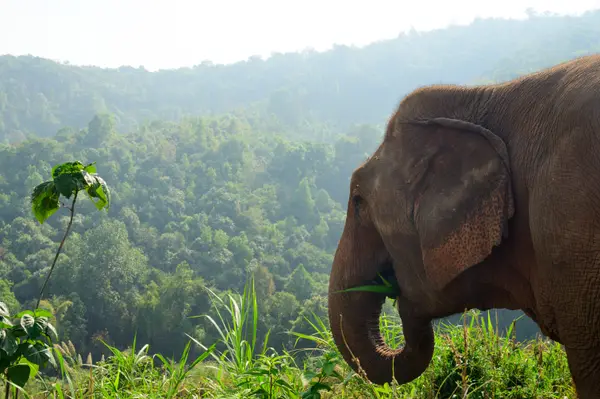 Chiang Mai, Thailand