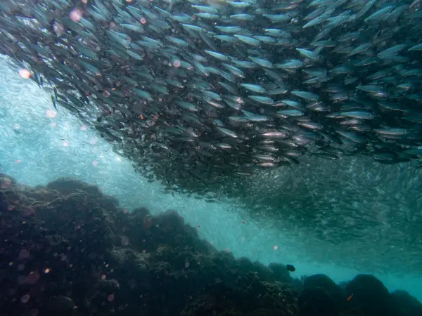 Moalboal, Philippines