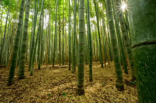 Kyoto, Japan