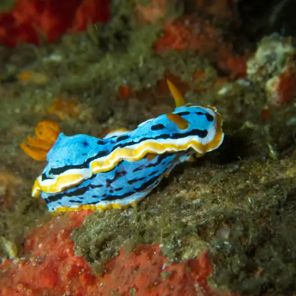 Moalboal, Philippines