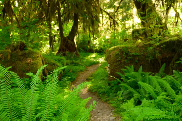 Hoh Rainforest, WA, USA