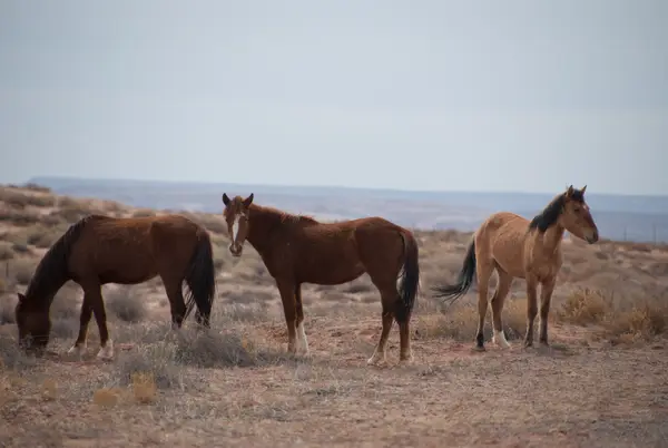 Utah, USA