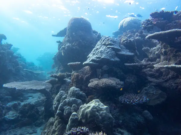 Great Barrier Reef, Australia