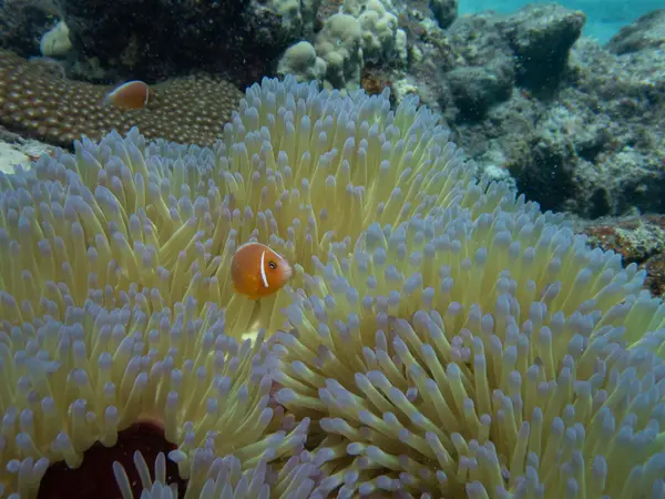South Sea Island, Fiji