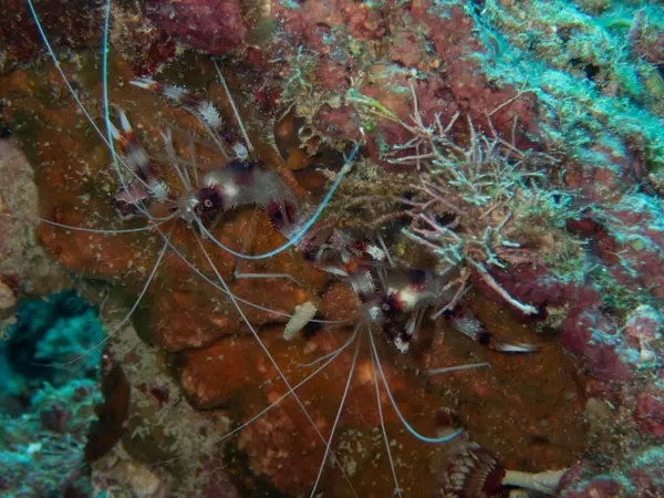 Sosua, Dominican Republic