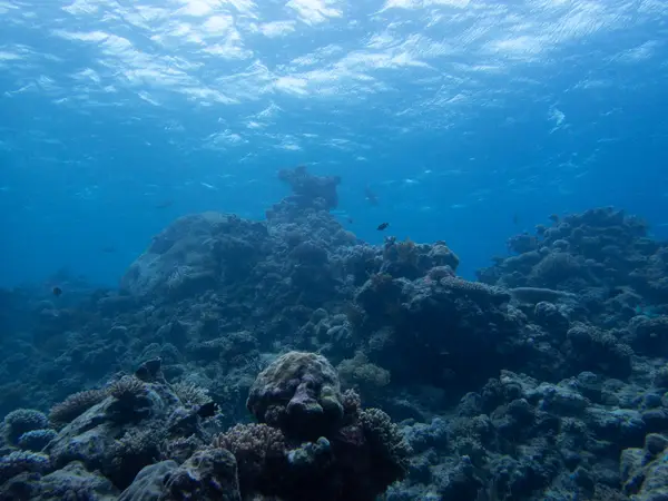 Great Barrier Reef, Australia
