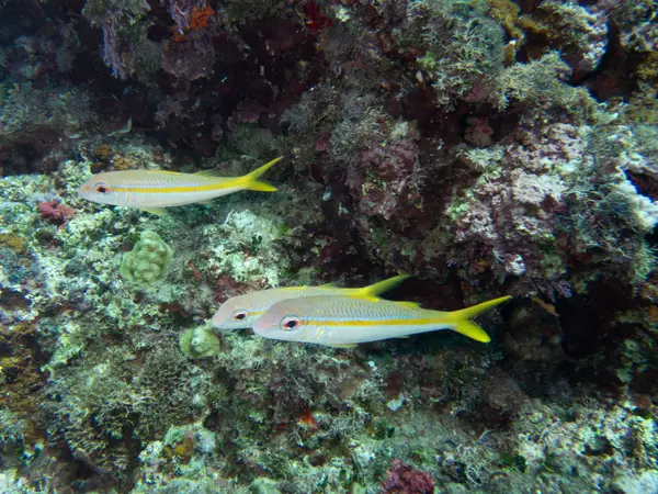Sosua, Dominican Republic