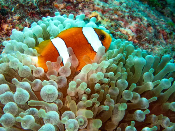 Great Barrier Reef, Australia