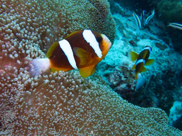 Great Barrier Reef, Australia