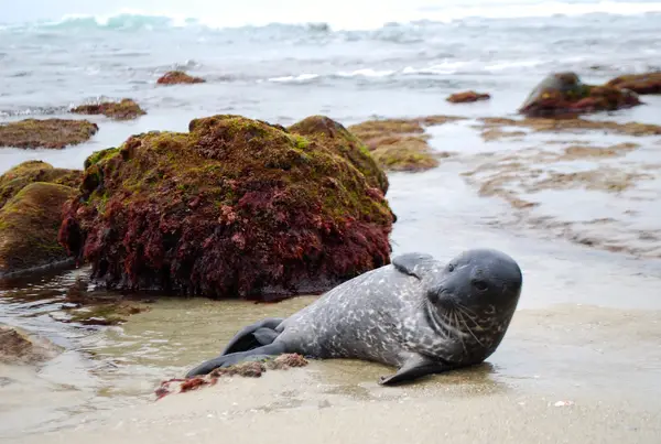 San Diego, CA, USA