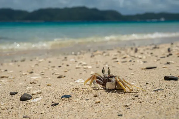 Amami Oshima, Japan