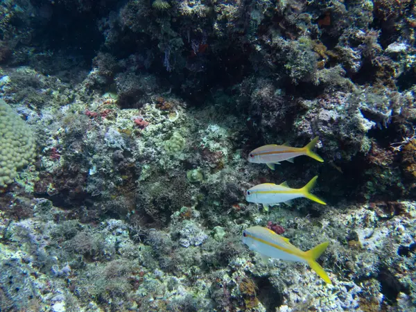 Sosua, Dominican Republic