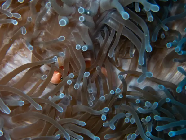 Great Barrier Reef, Australia