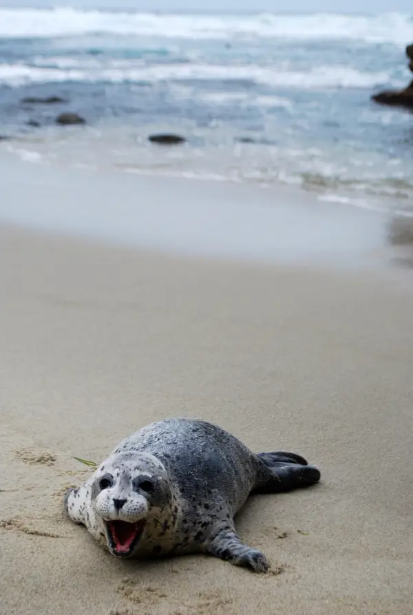 San Diego, CA, USA