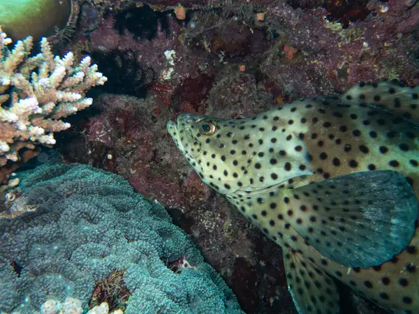 Great Barrier Reef, Australia
