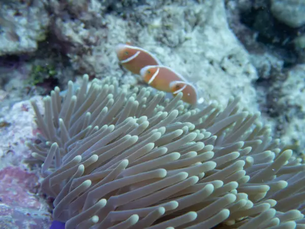 Great Barrier Reef, Australia