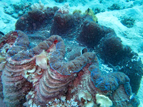 Great Barrier Reef, Australia
