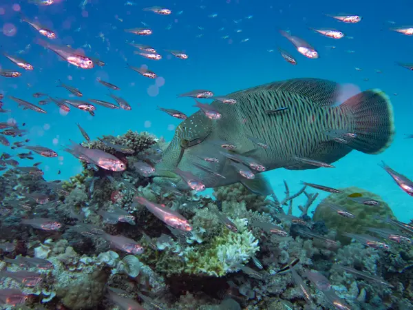 Great Barrier Reef, Australia