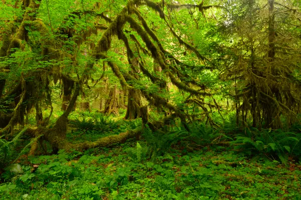 Hoh Rainforest, WA, USA