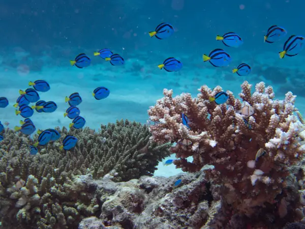 Great Barrier Reef, Australia