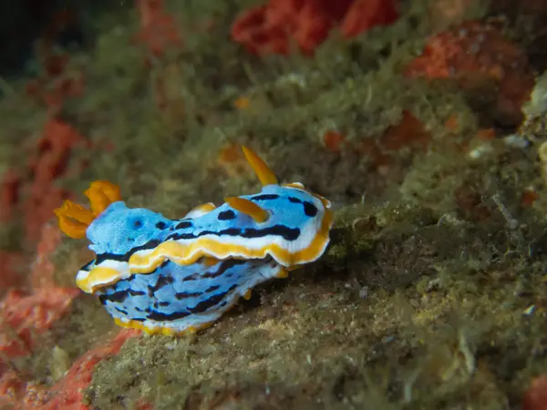 Moalboal, Philippines