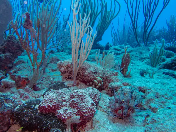 Sosua, Dominican Republic