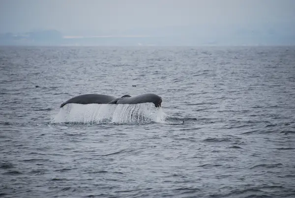 Monterey, CA, USA