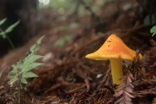 Santa Cruz, CA, USA