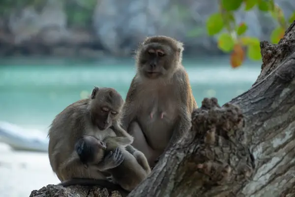 Phi Phi Islands, Thailand