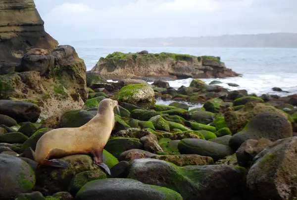 San Diego, CA, USA
