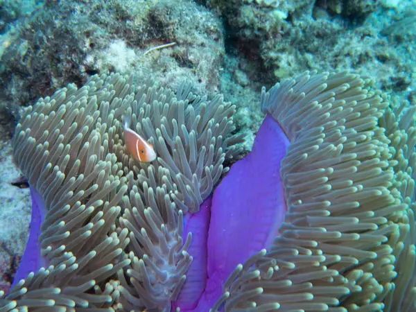 Great Barrier Reef, Australia