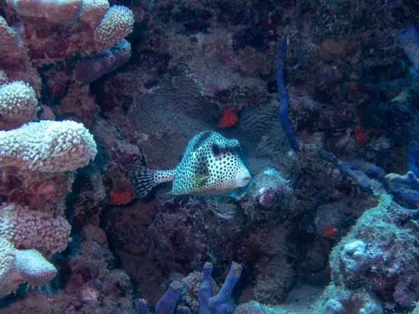 Sosua, Dominican Republic