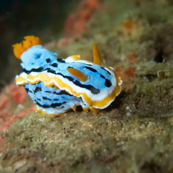 Moalboal, Philippines