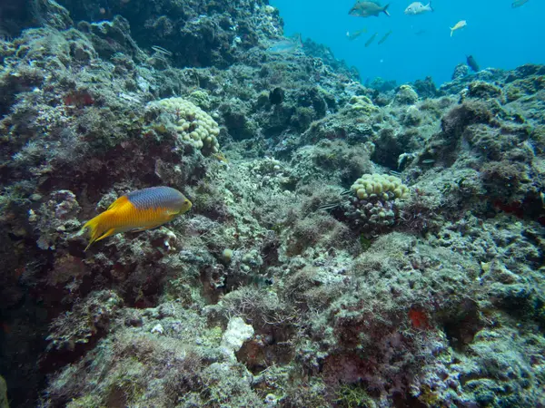Sosua, Dominican Republic