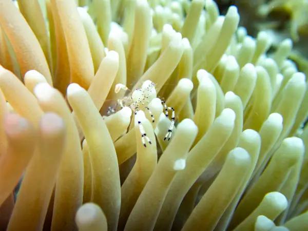 Great Barrier Reef, Australia