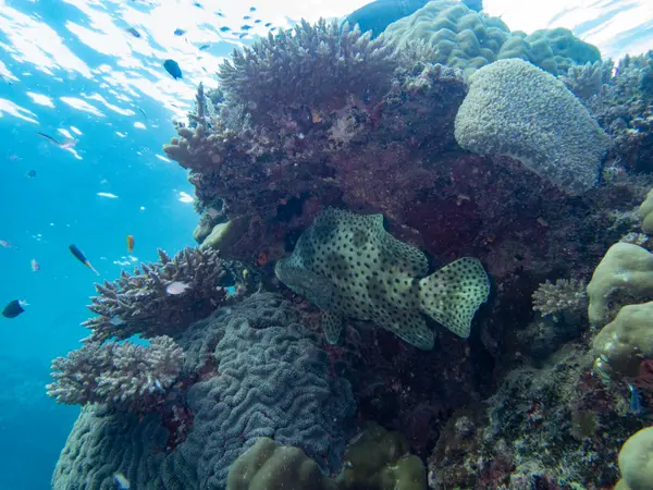 Great Barrier Reef, Australia