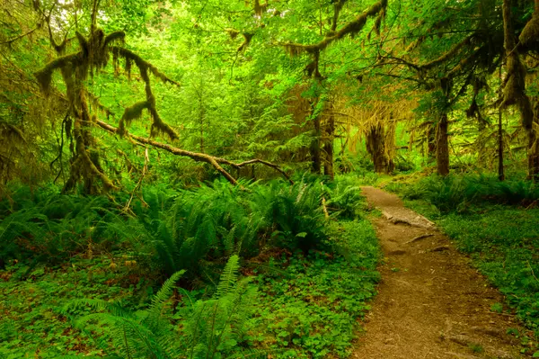 Hoh Rainforest, WA, USA