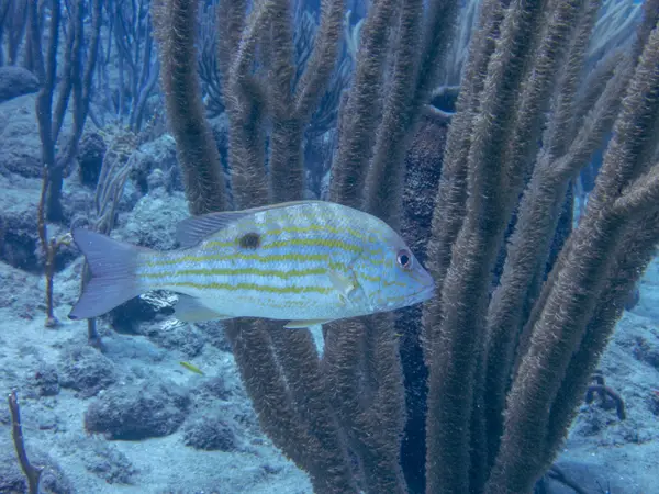 Sosua, Dominican Republic